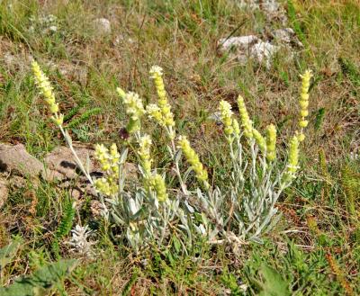 Прикрепленное изображение: IMGP6563.jpg